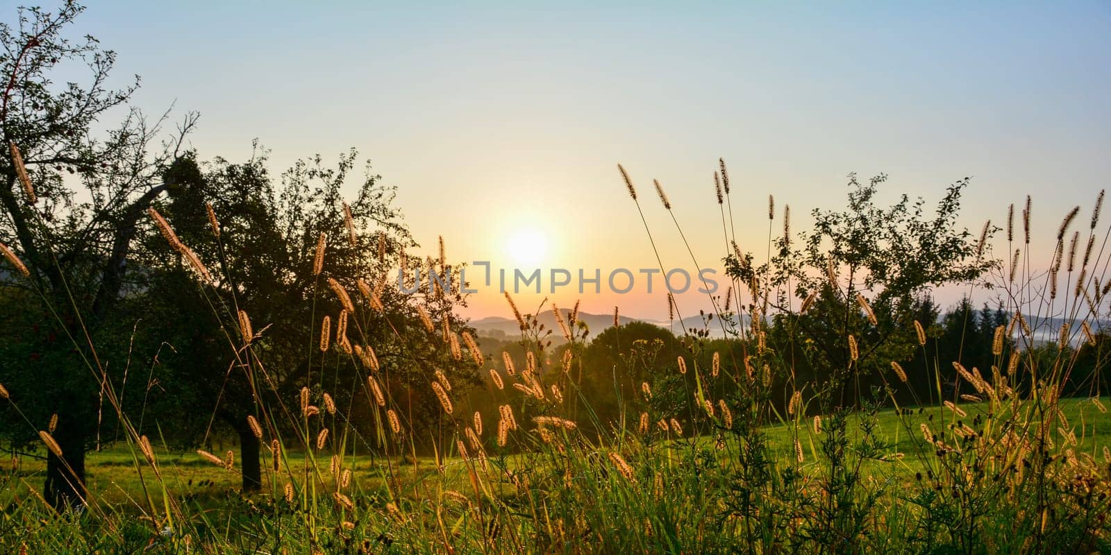 Nature awakens - sunrise in a green landscape with a meadow