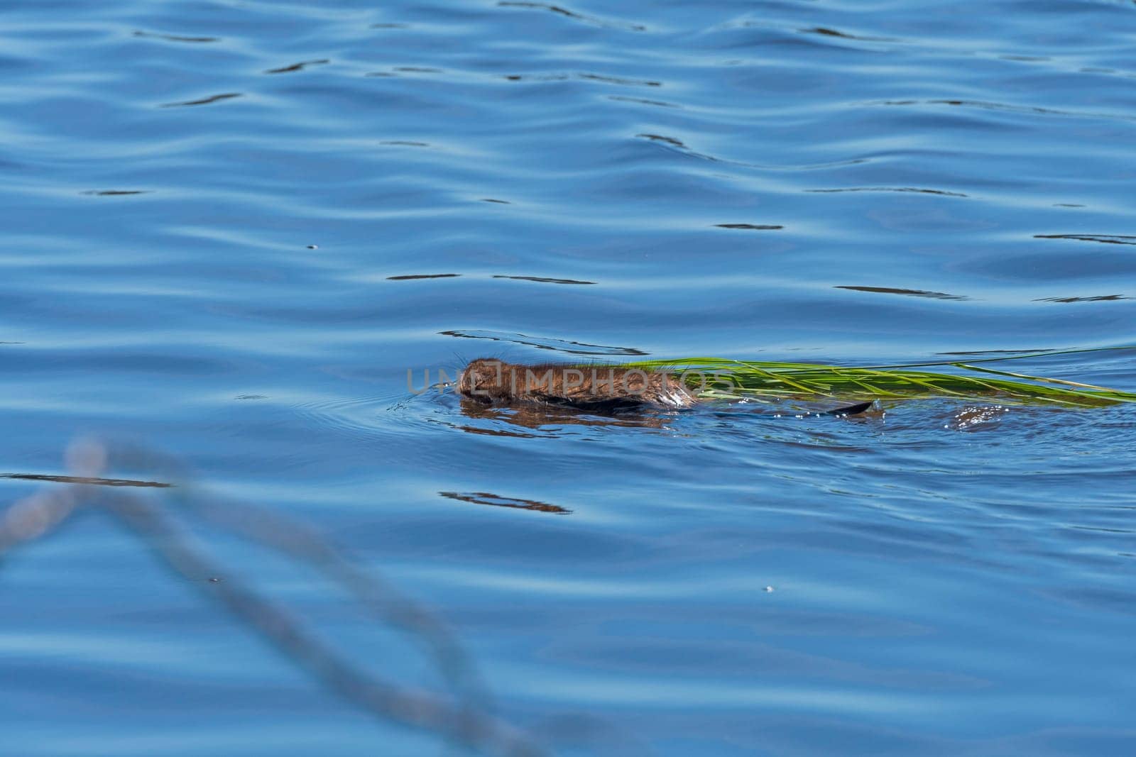 A Muskrat Swimming with a Raft of Grasses in the Seney National Wildlife Refuge in Michigan