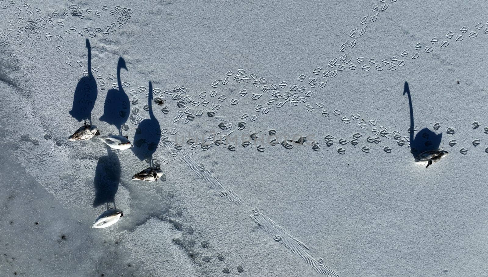 Aerial shot with drone of five swans on frozen lake with shadow