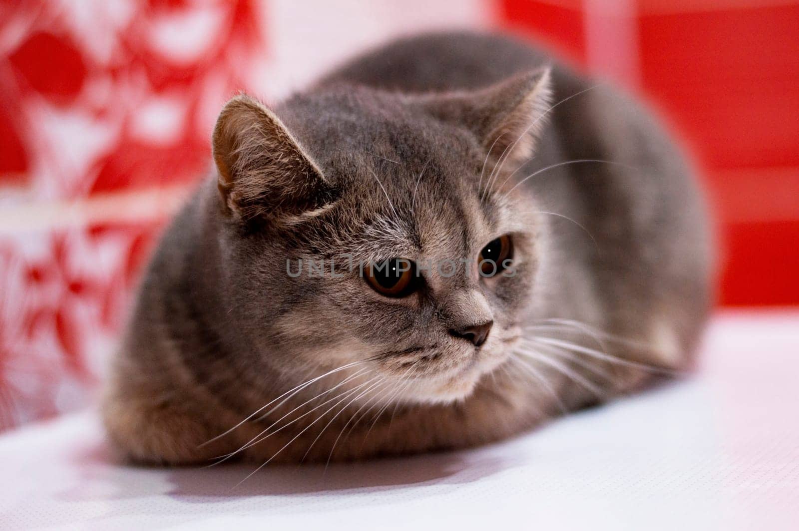 silver-blue chinchilla british cat lying , the theme of domestic purebred cats, kittens and cats in the house, beautiful pets their photos and their lives