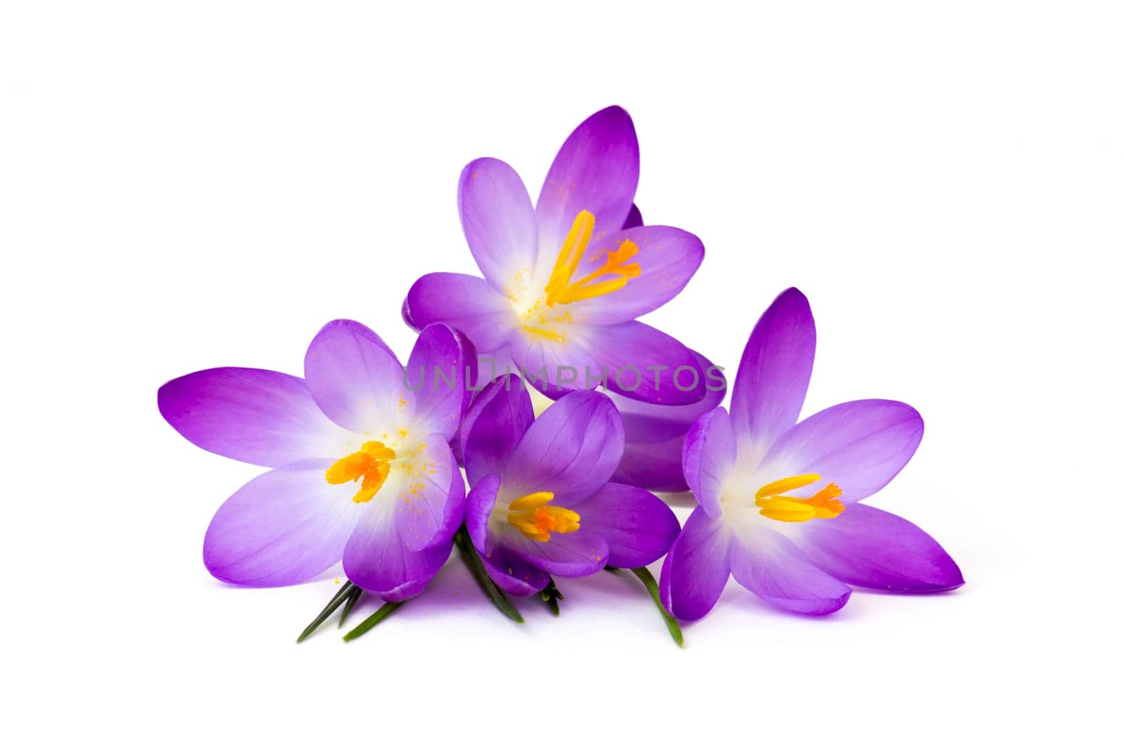 crocus - one of the first spring flowers on white background