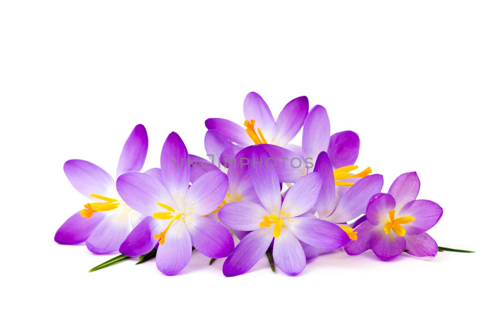 crocus - one of the first spring flowers on white background