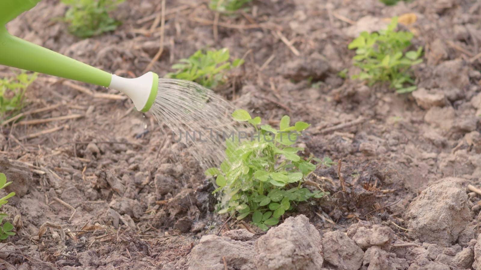 Growing to learn sprouts watered from a watering canto plant tree garden outside. Planting and waters vegetables on the garden, Forestry environments concept. Slow motion from 60FPS