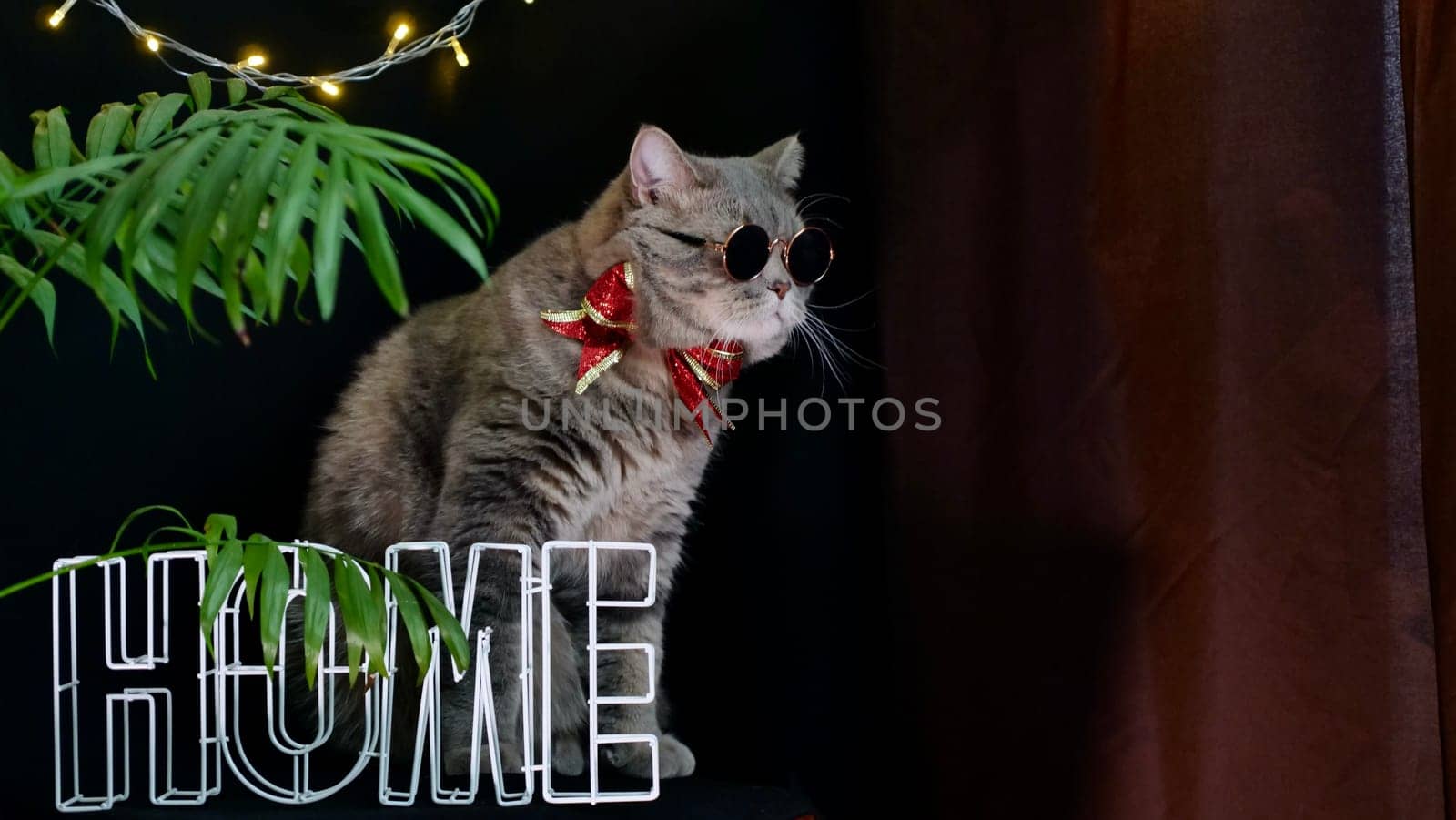 British pet, Scottish straight cat celebrates New Year 2022, Christmas at home with glasses and a red holiday bow, black background. A cool gray animal celebrates the holidays