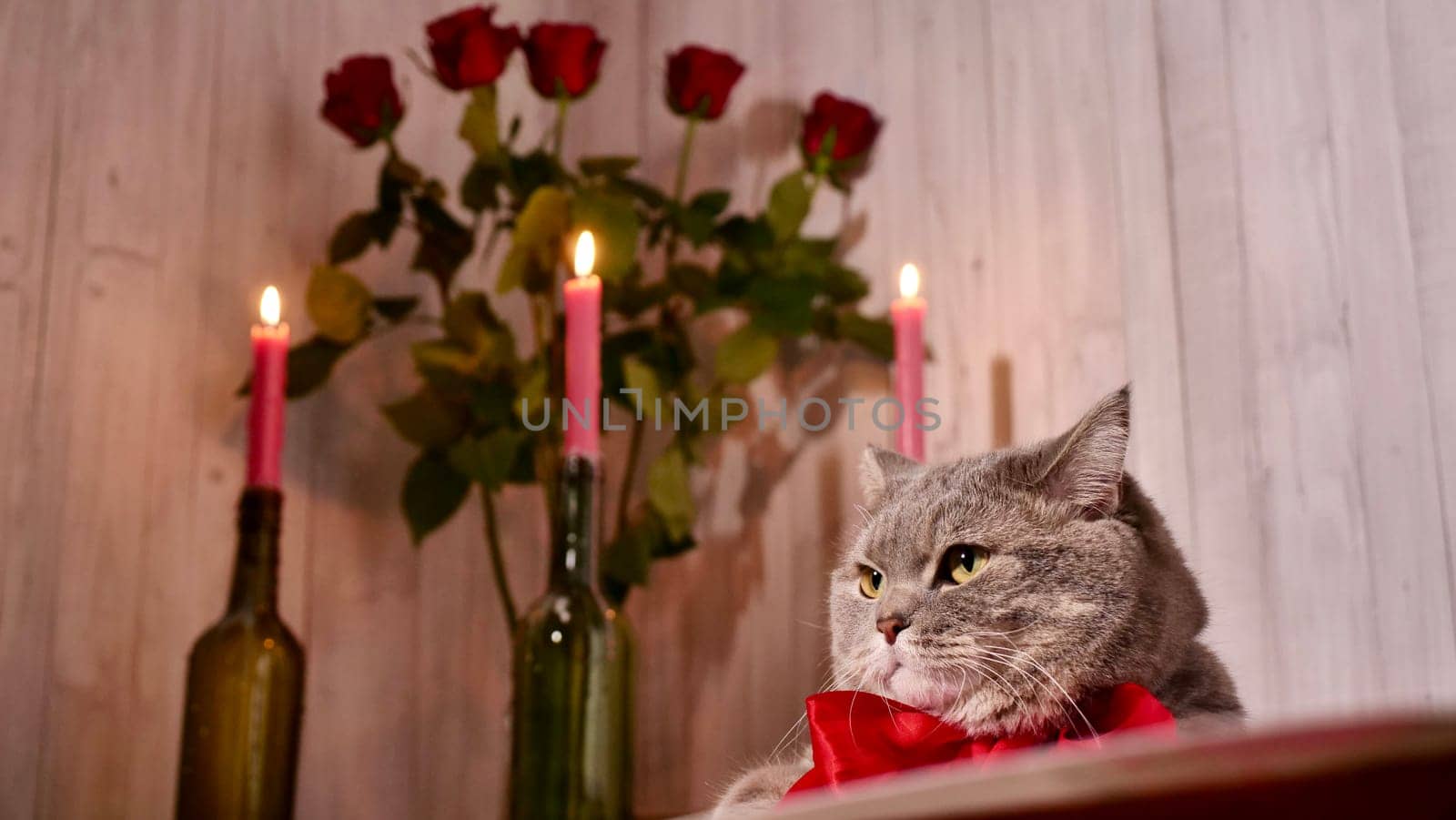Romantic Valentine's Day at home with a cat, red flowers roses, candles, wine. Scottish Straight gray cat with a red bow