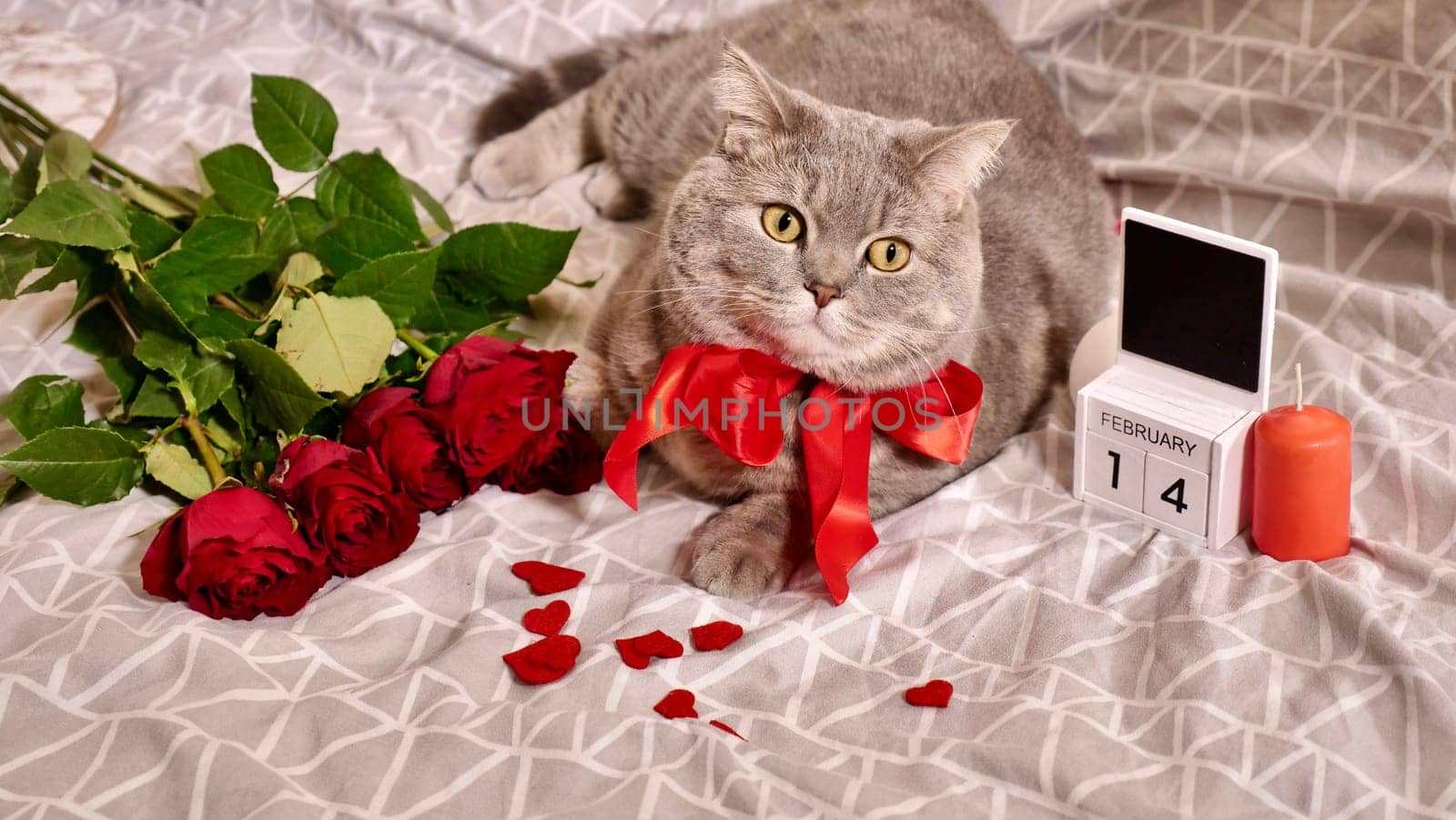 Romantic Valentine's Day with a pet, a British Scottish Straight gray cat, in bed with red roses and candles. Romance of a single woman on February 14