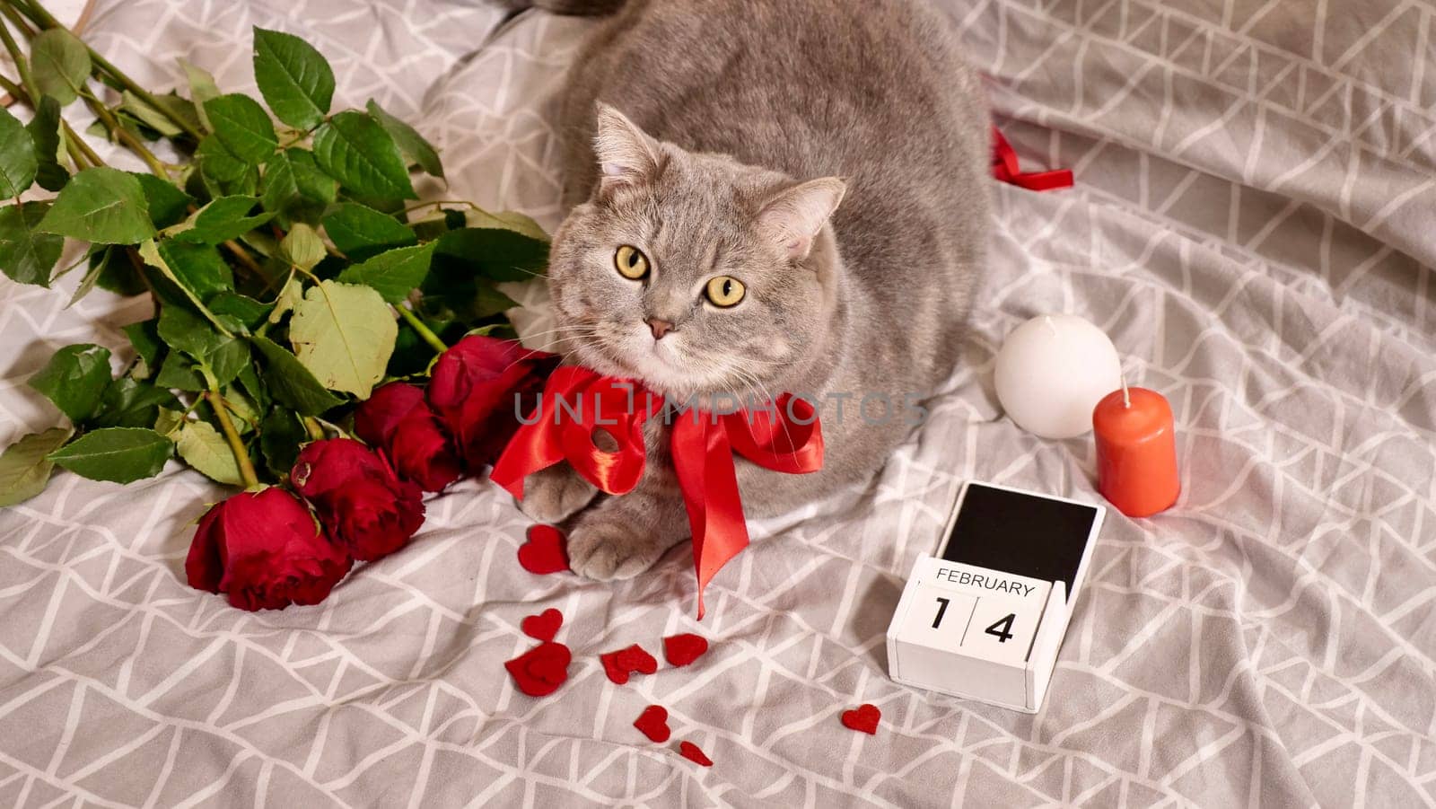 Valentine's day with a pet, a Scottish straight gray cat, in bed with red roses and candles. Romance of a single woman on February 14