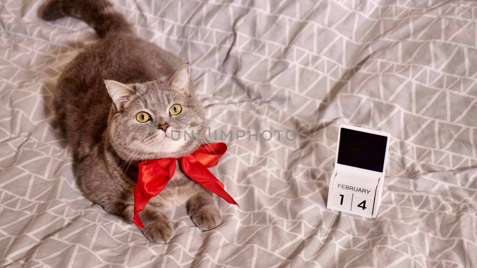 Romantic Valentine's Day with a pet, a British Scottish Straight gray cat, in bed with calendar. Romance of a single woman on February 14
