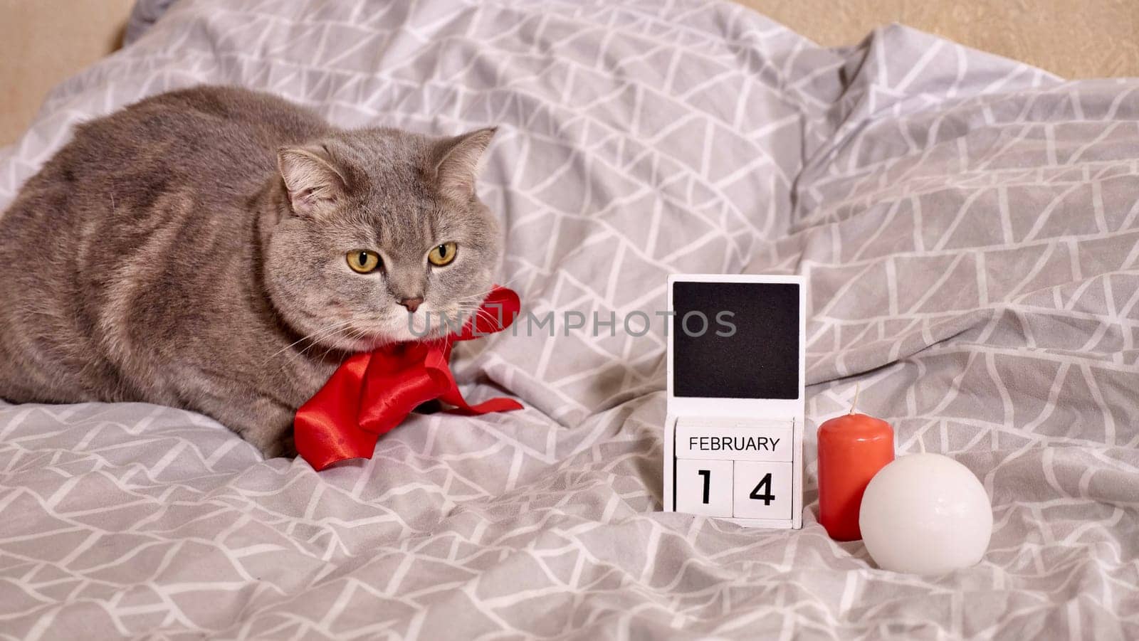 Romantic Valentine's Day with a pet, a British Scottish Straight gray cat, in bed with red bow, candles and calendar. Romance of a single woman on February 14