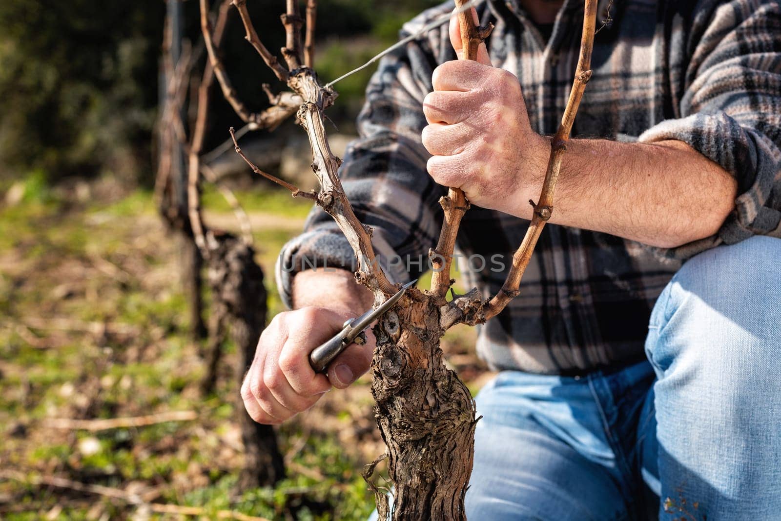 Close-up of a winegrower hand. Prune the vineyard with professional steel scissors. Traditional agriculture. Winter pruning, Guyot method.