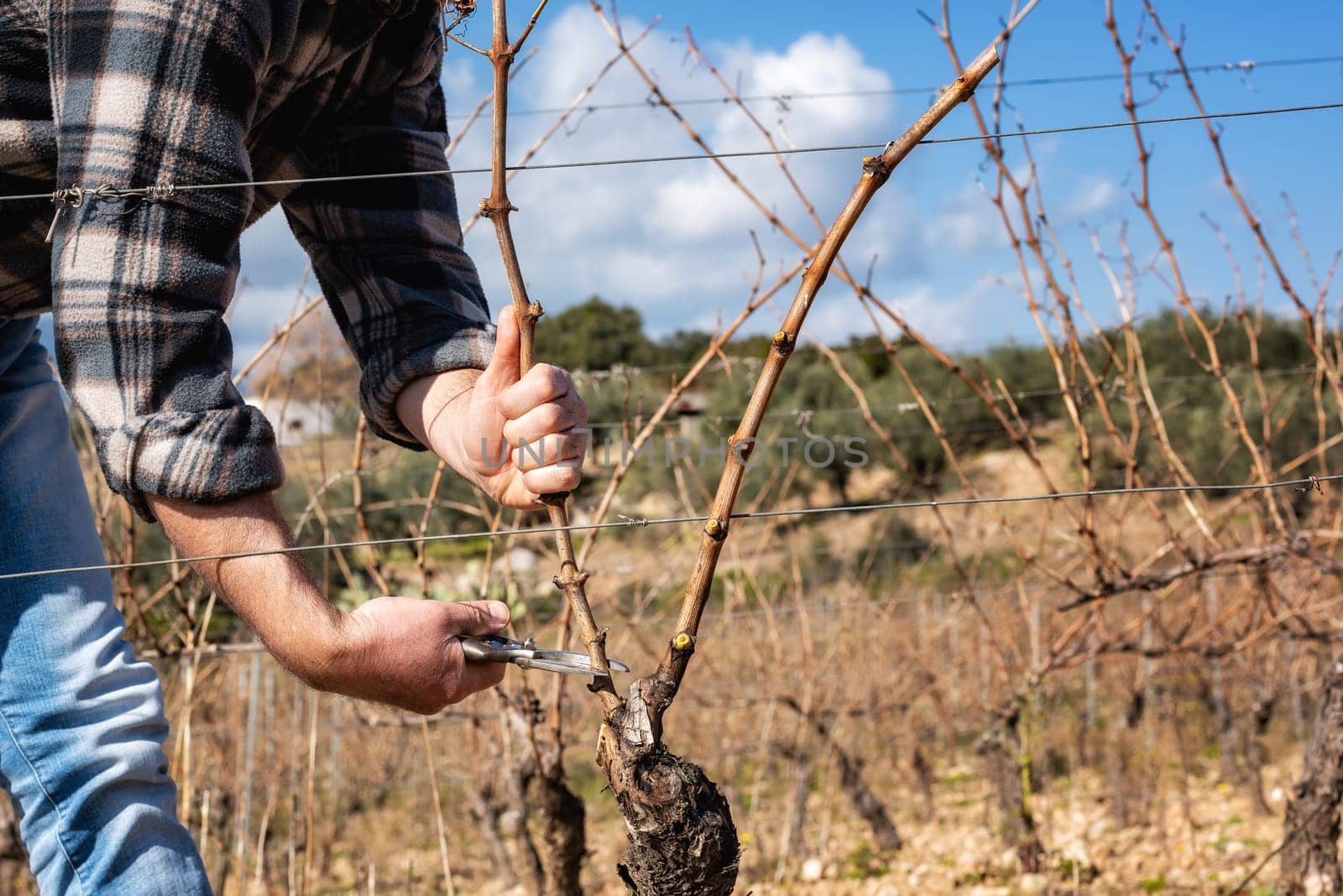 Close-up of a winegrower hand. Prune the vineyard with professional steel scissors. Traditional agriculture. Winter pruning, Guyot method.