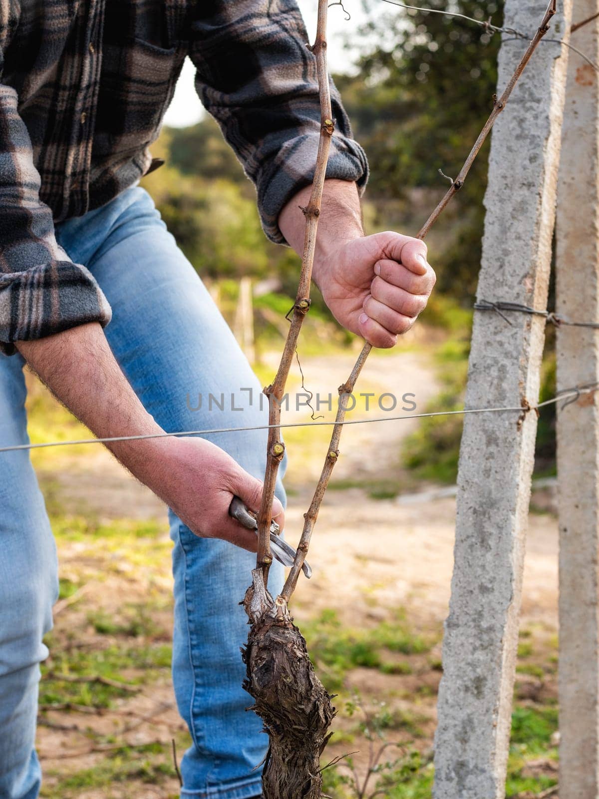 Close-up of a winegrower hand. Prune the vineyard with professional steel scissors. Traditional agriculture. Winter pruning, Guyot method.