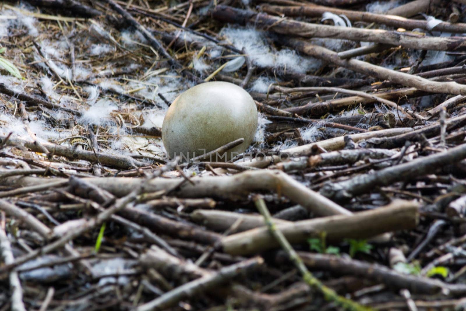Swan's nest in the Heiligenhaus at the Abtskücherteich. Mother bird with little baby learn to swim. Wild swans in spring. .
