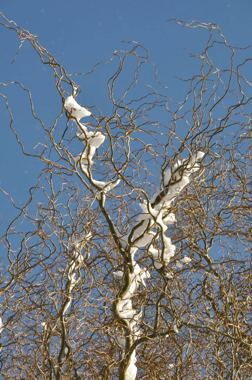 A branch covered in snow