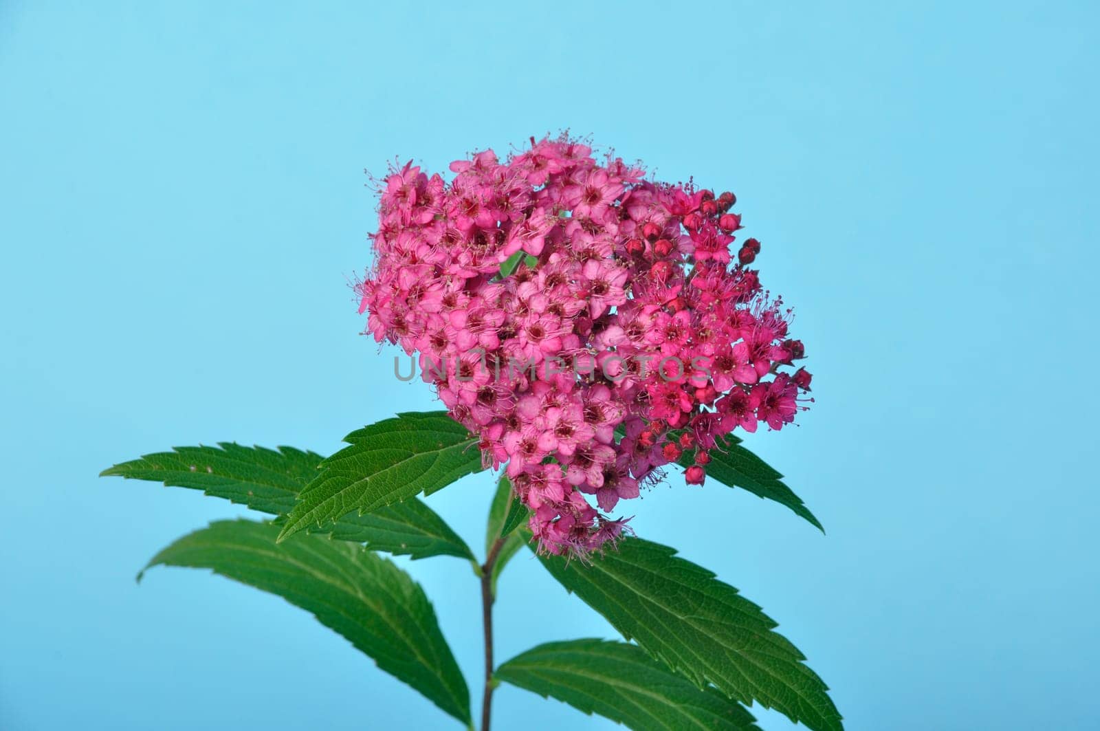 A bungei clerodendron studio shot