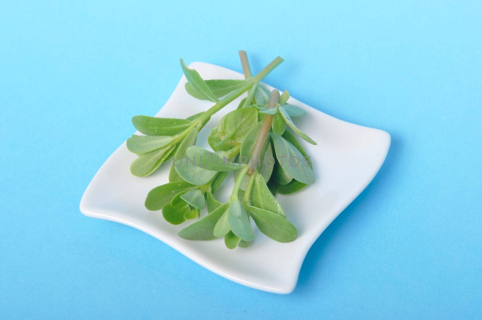purslane in a saucer on a blue background
