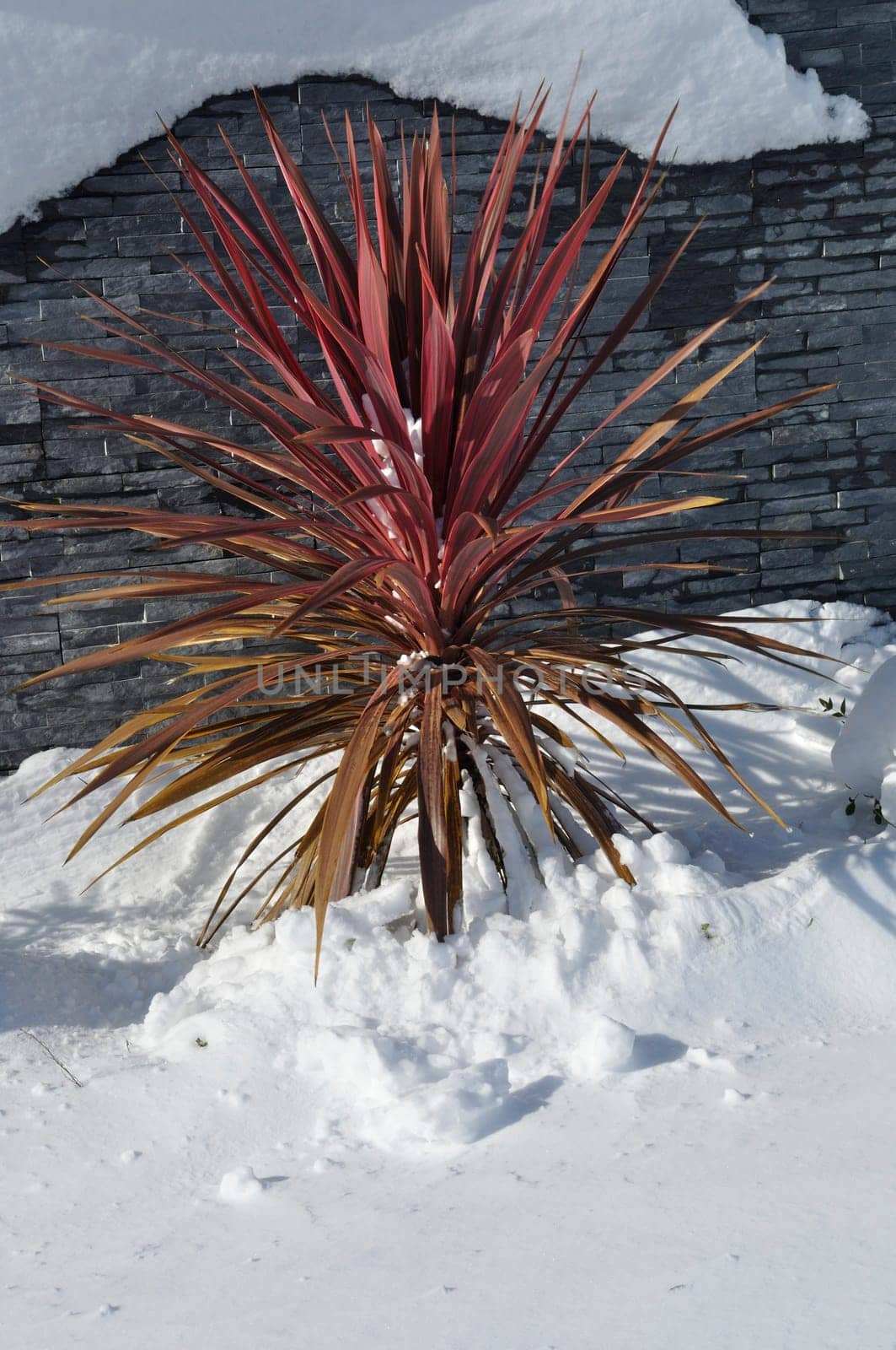 cordyline under the snow in Brittany