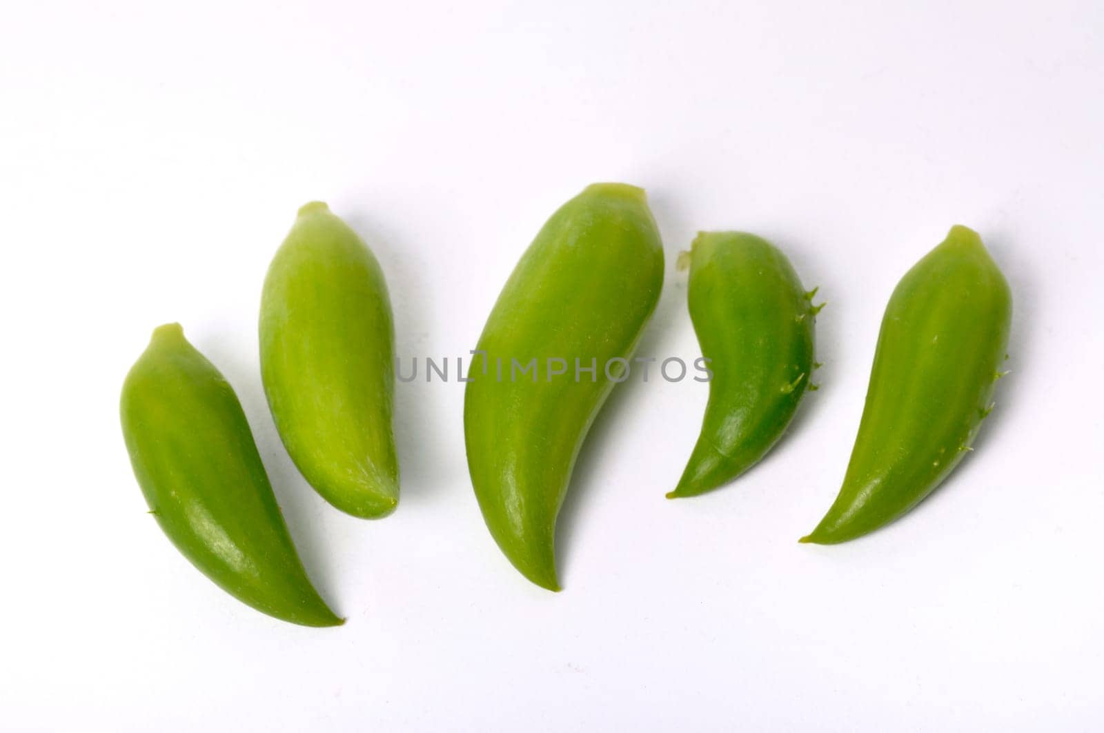 Achocha on a white background