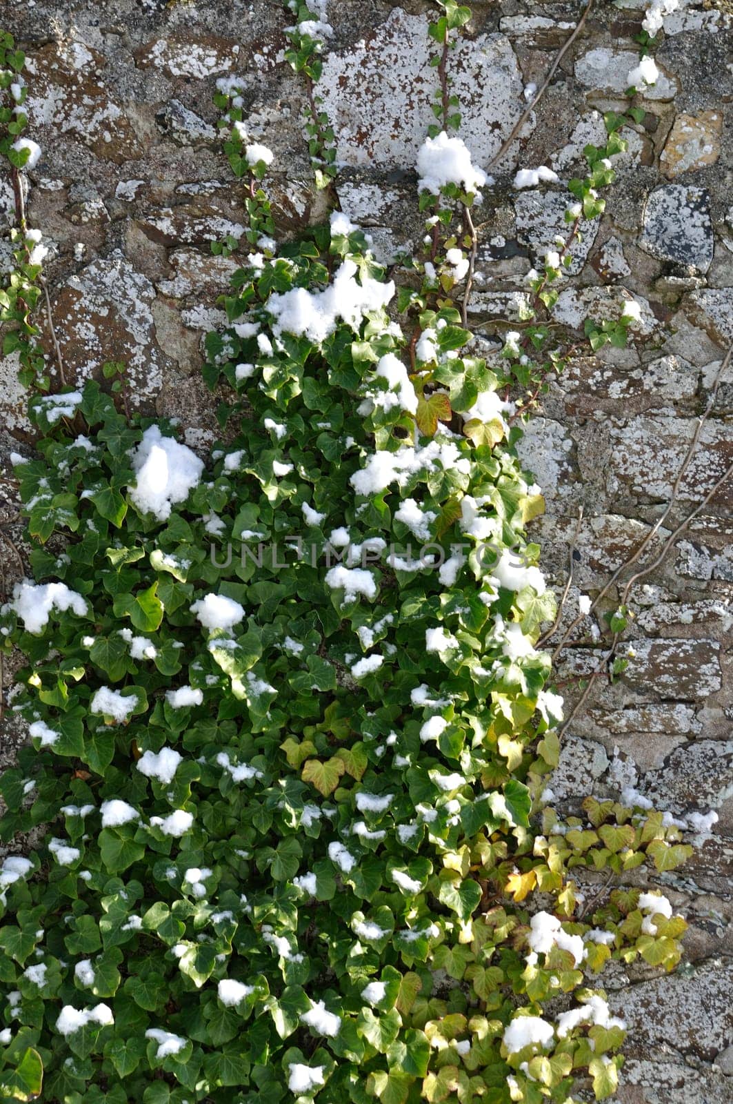 ivy under the snow in Brittany