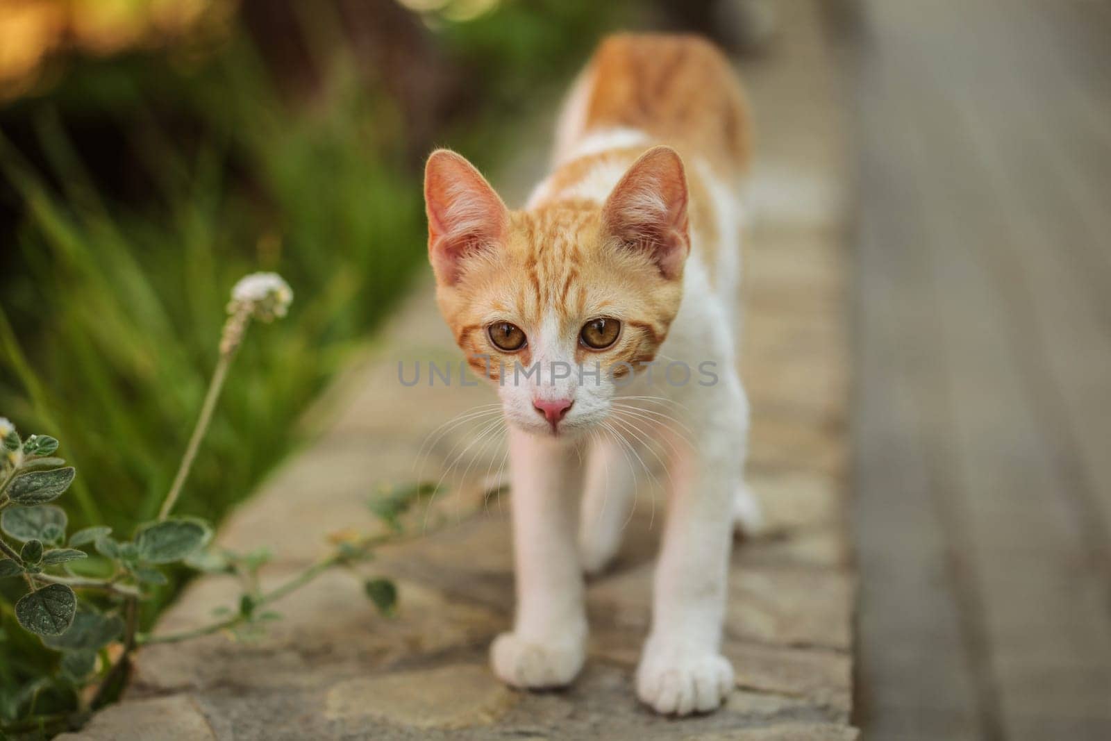 Orange and white stray cat walking on pavement curb.