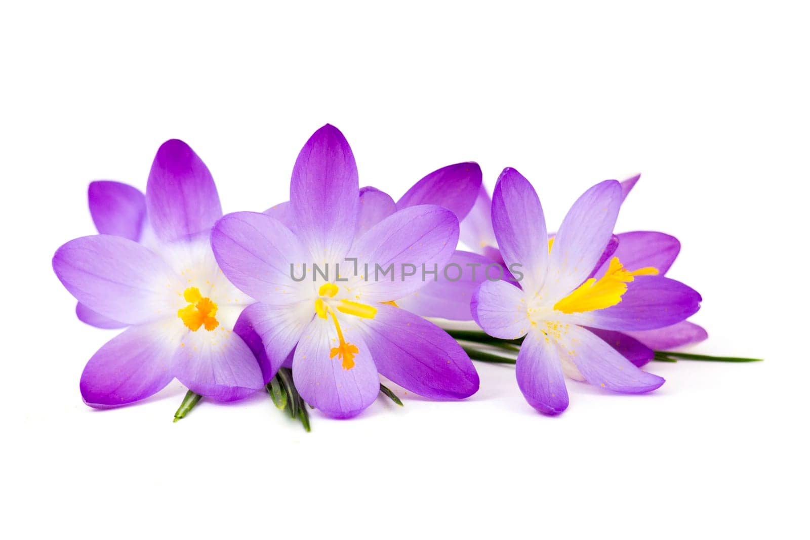 crocus - one of the first spring flowers on white background