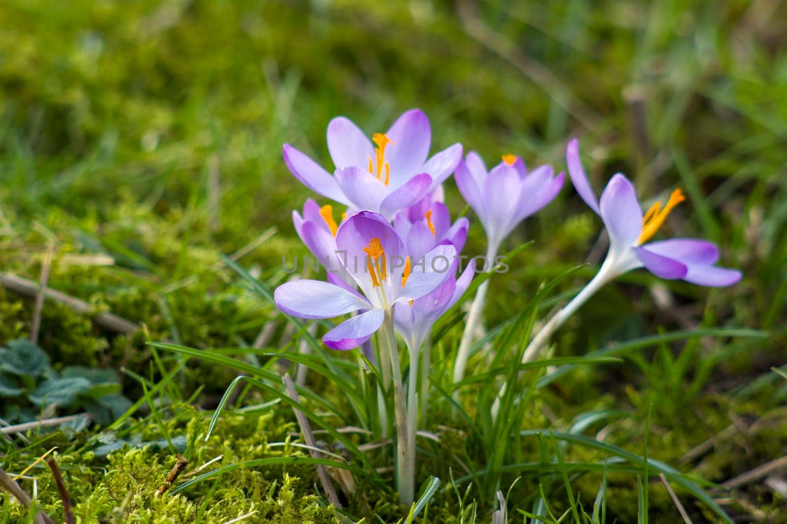 crocus - one of the first spring flowers in the garden
