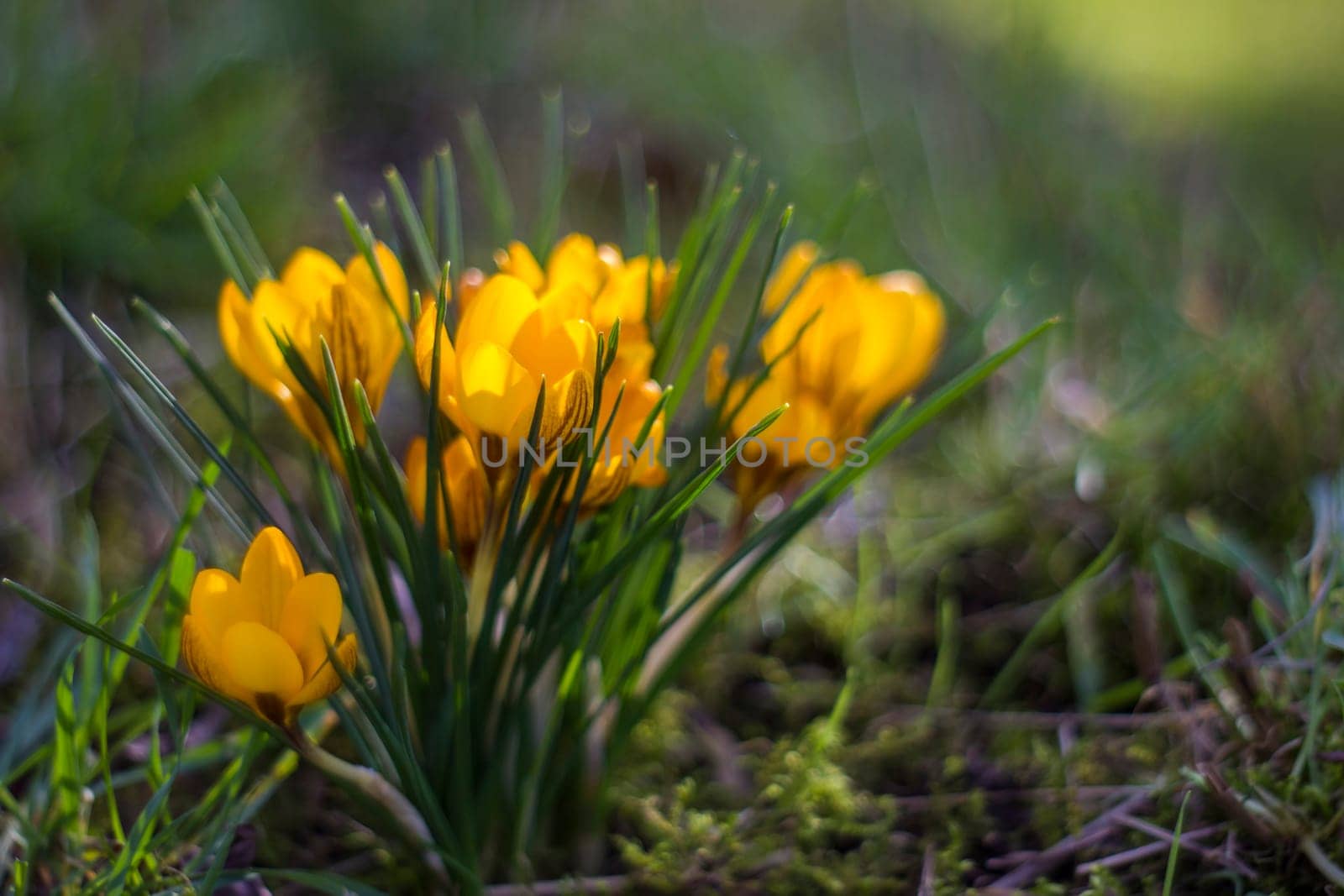 crocus - one of the first spring flowers in the garden