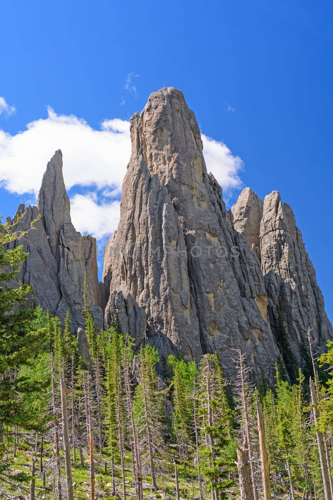 Granite Monoliths Jutting Out of the Ground in the Black Hills in Custer State Park in South Dakota