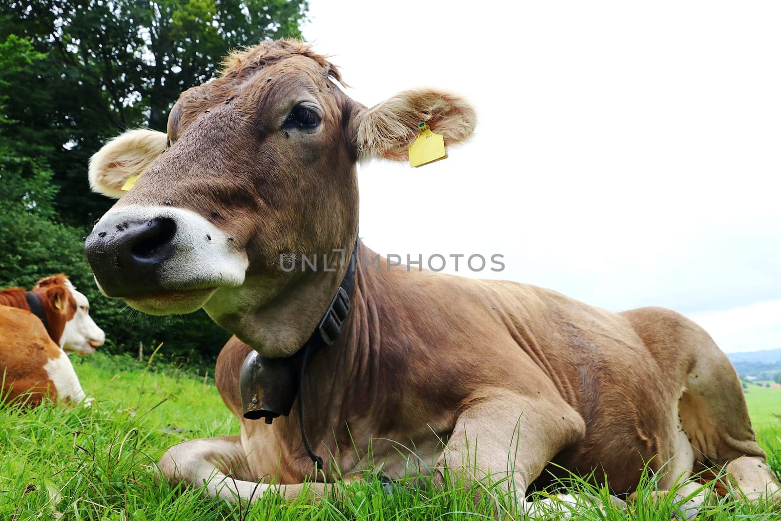 Young brown cattle with cow bell in summer on a meadow in bavaria