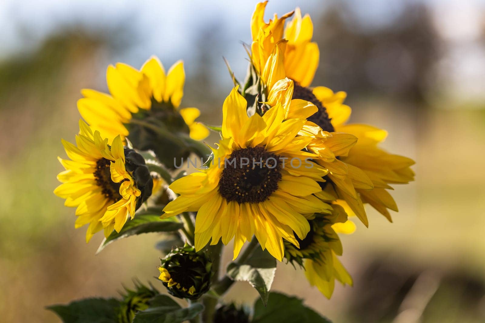 Wilted Sunflowers on a sunny day at the beginning of autumn