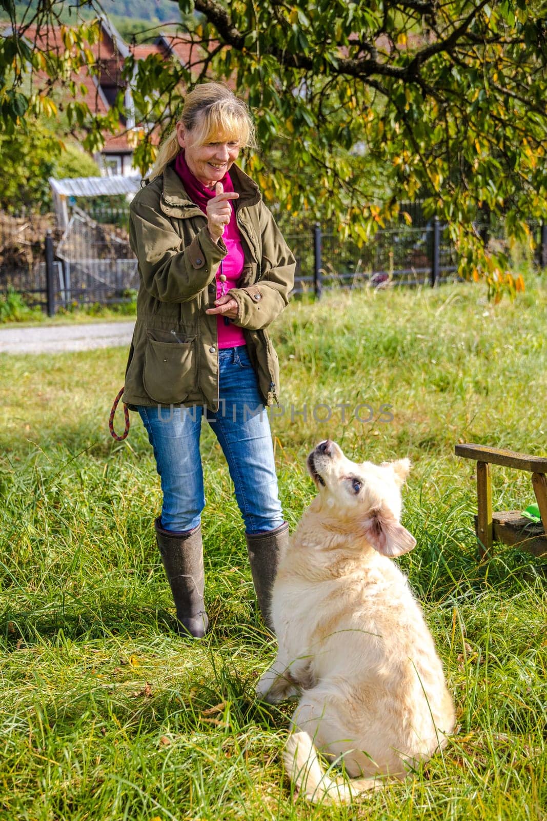 Dog trainer trains a golden retriever on a meadow in autumn.