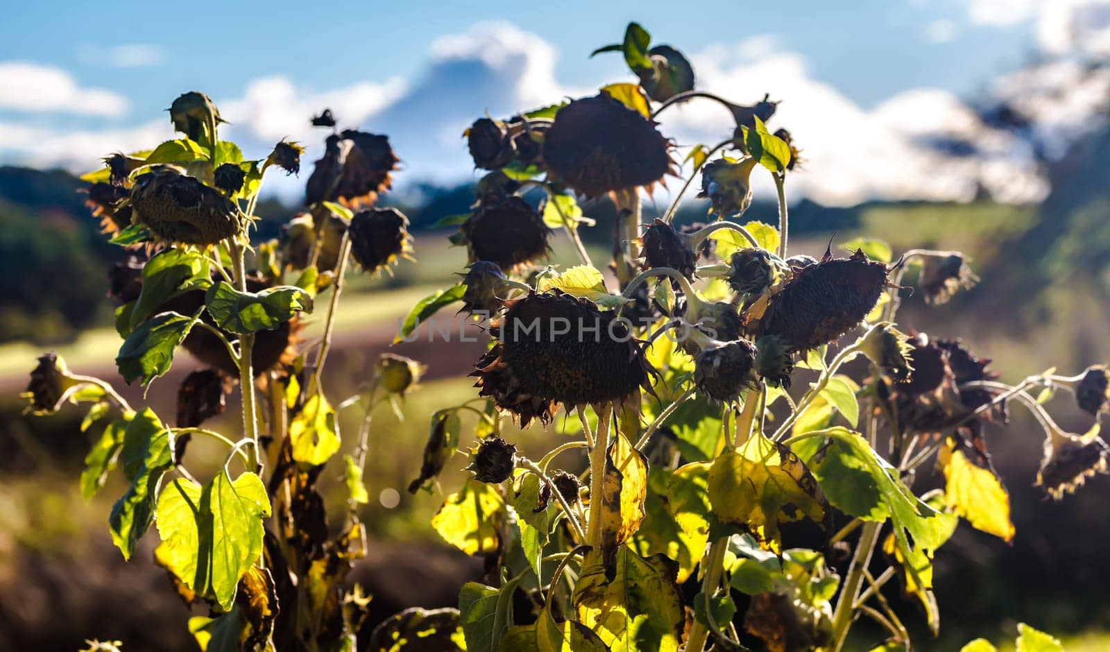 Wilted Sunflowers on a sunny day at the beginning of autumn