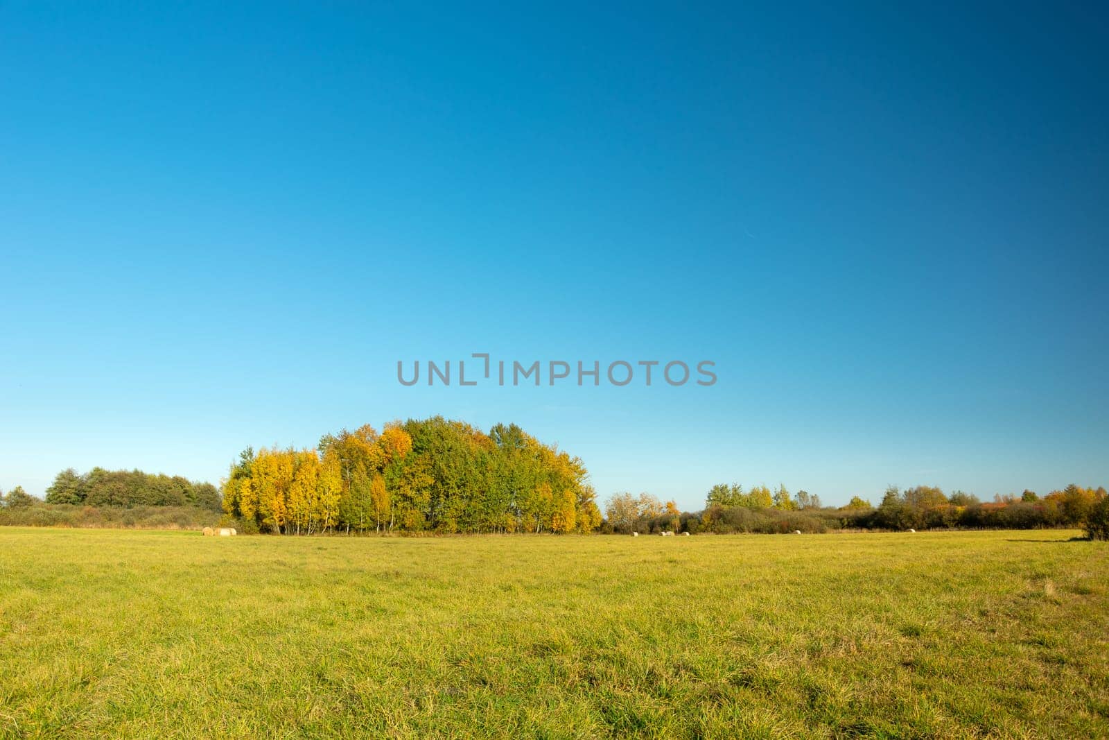 A green meadow, autumn trees and a blue cloudless sky, Nowiny, Lubelskie, Poland