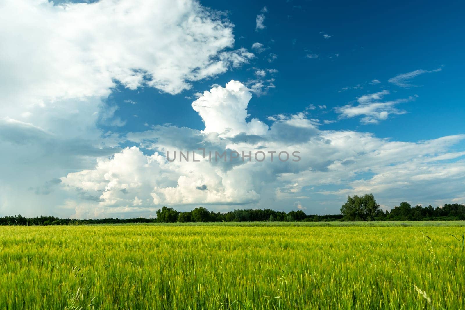 Green field and white clouds on the blue sky, Nowiny, Poland