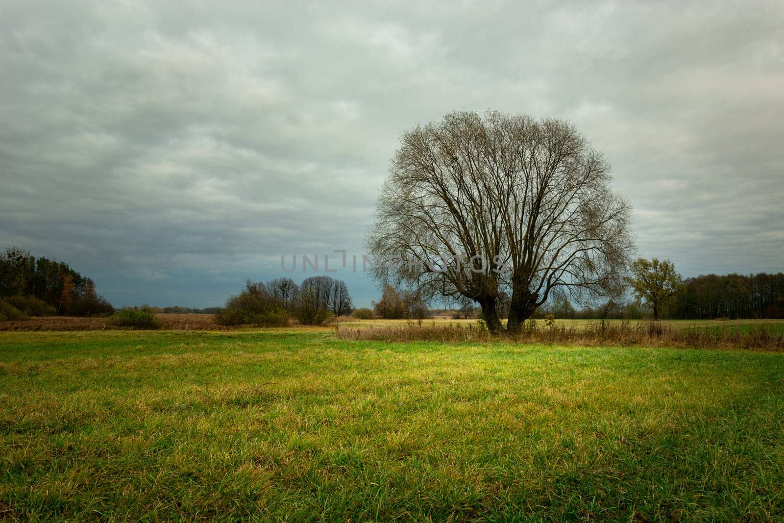 Tree without leaves on the meadow and the cloudy sky, Nowiny, Lubelskie, Poland