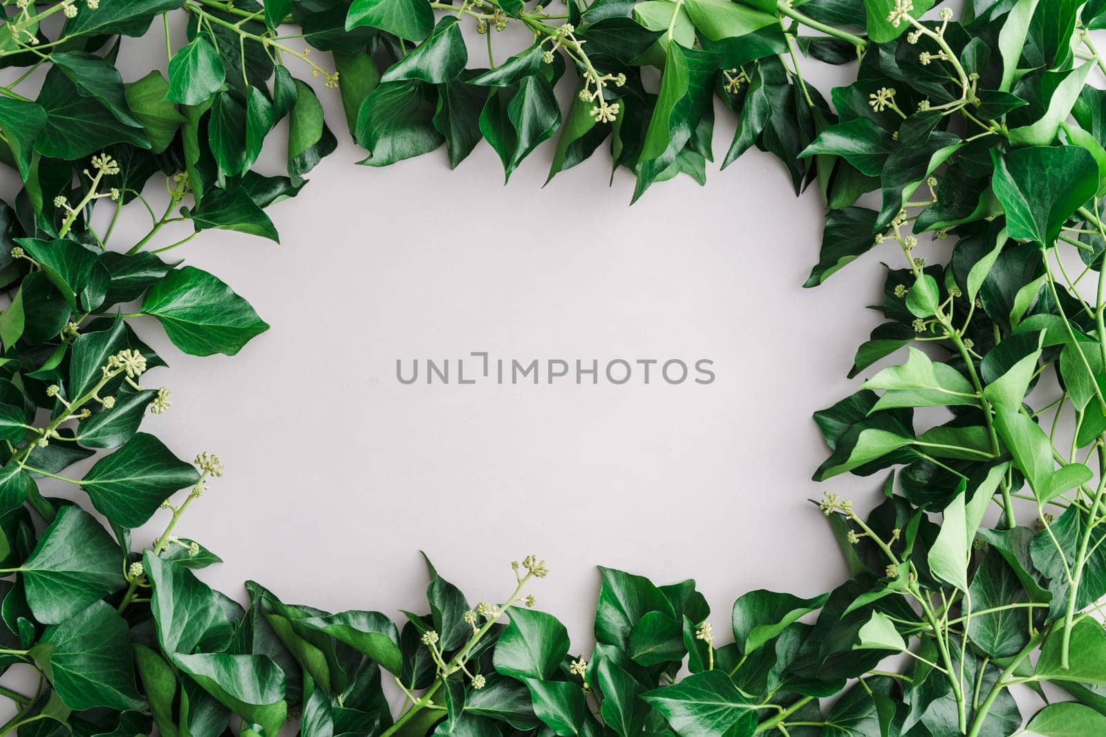 Light grey background with frame of fresh blooming ivy