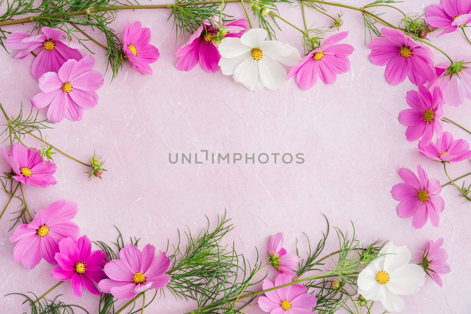 Light grey background with frame of fresh blooming cosmos flowers in white and pink