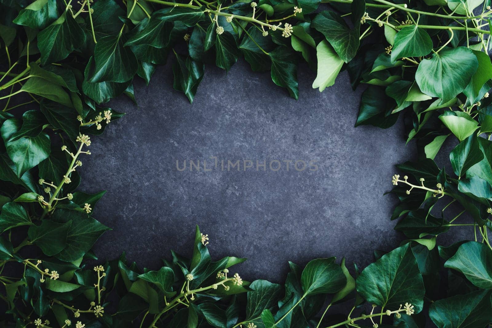 Dark background with frame of fresh blooming ivy