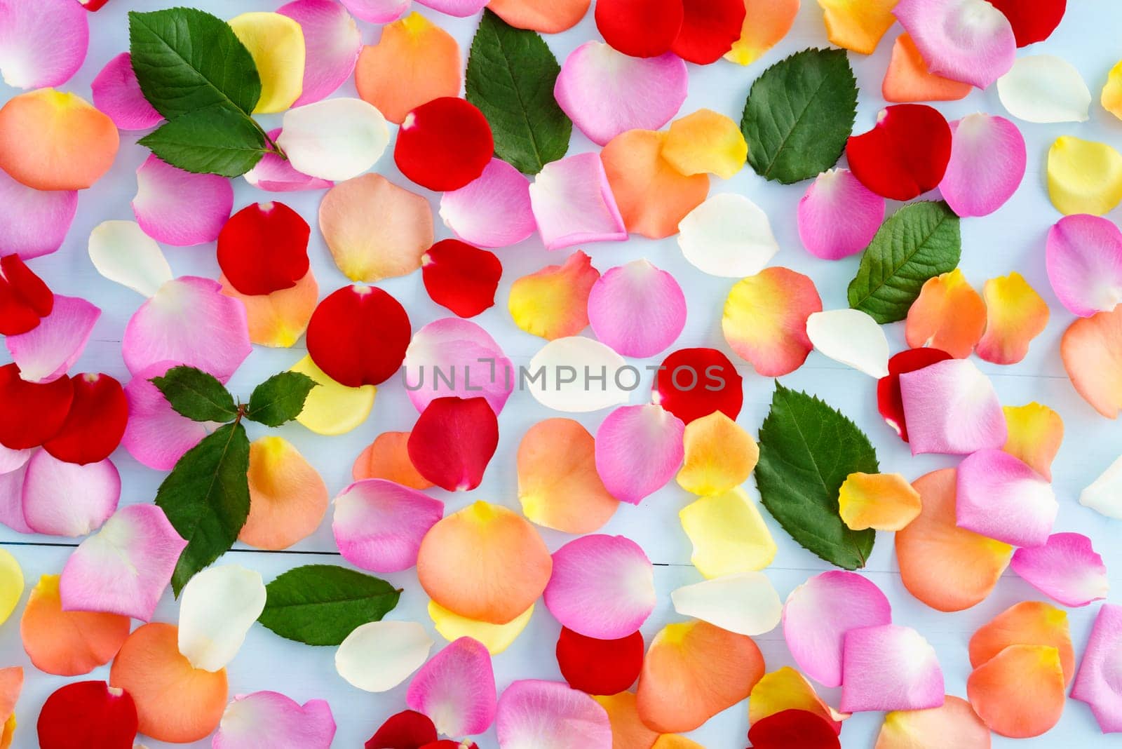 Colorful rose petals and leaves on light blue background