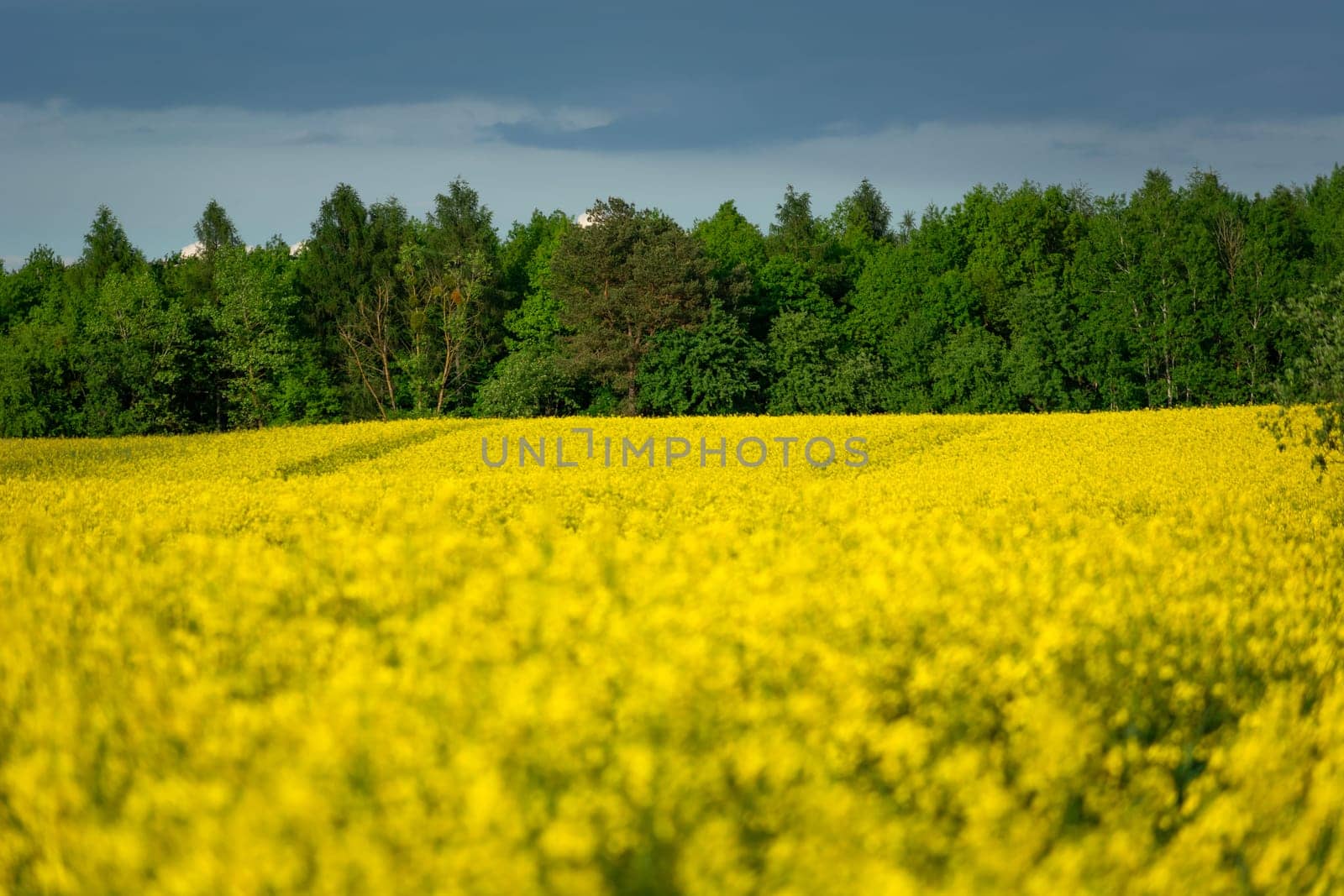 Green forest behind a yellow rape field and cloudy sky