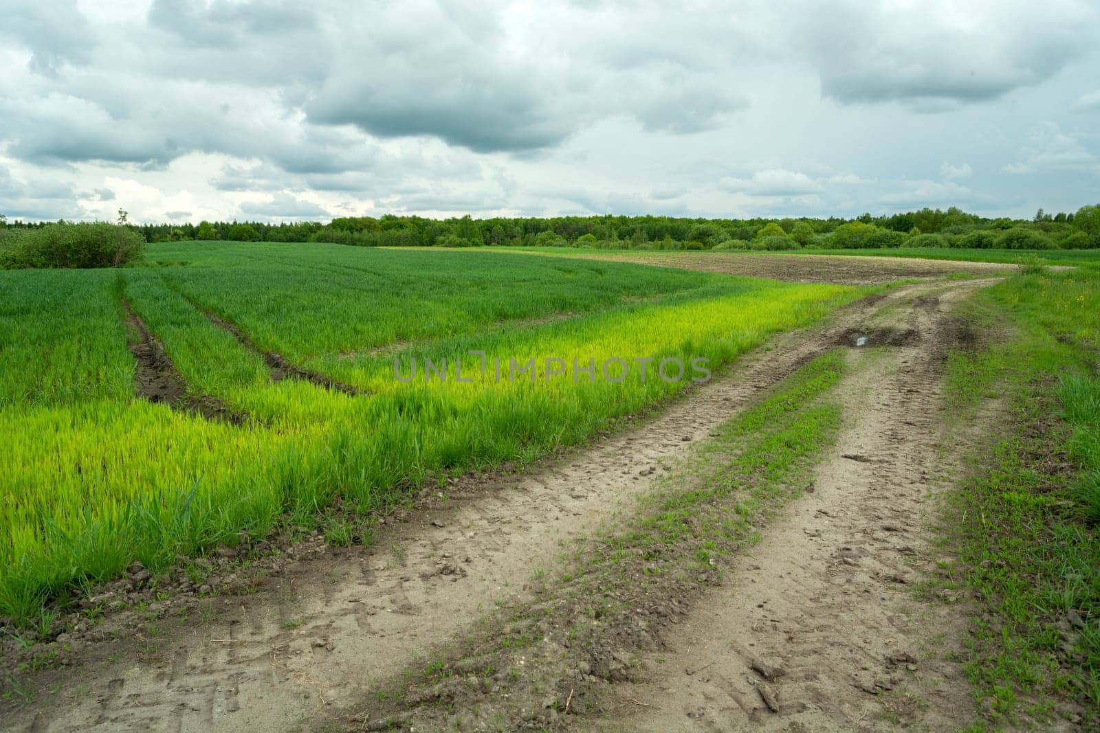 Green growing field and dirt road, Zarzecze, Lubelskie, Poland