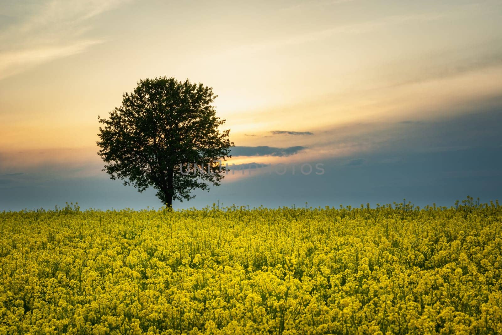 Lonely tree growing in a yellow rape field, Czulczyce, Lubelskie, Poland