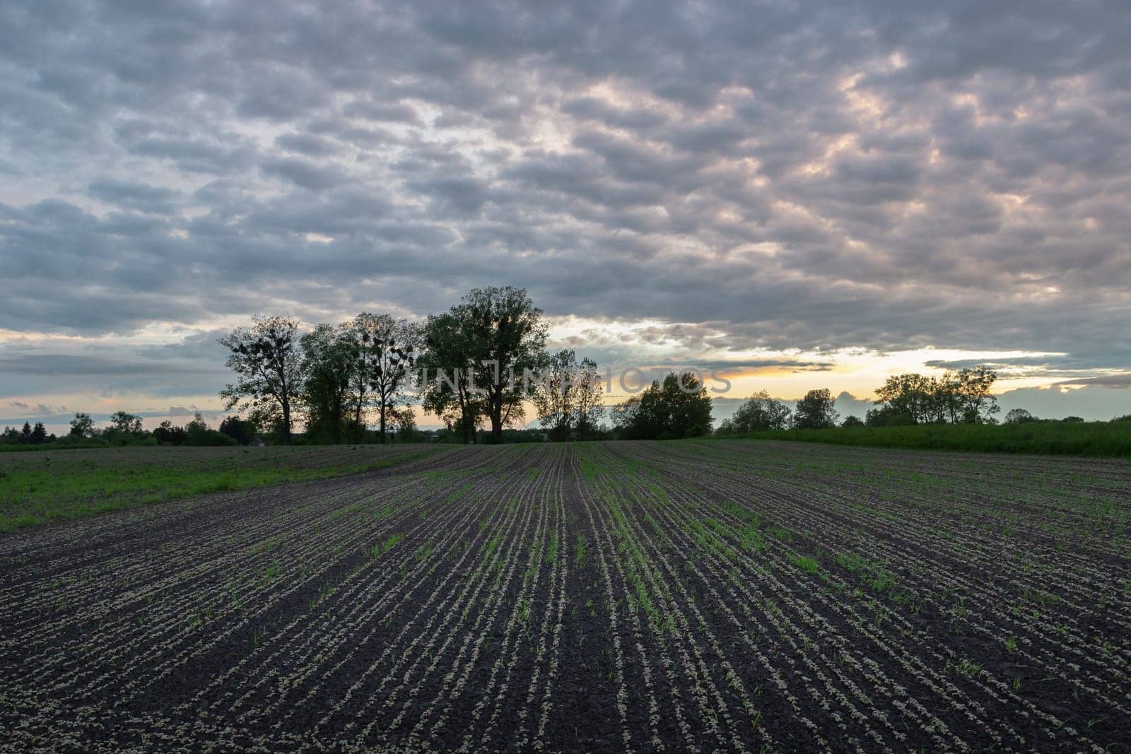 Plant seedlings in the field and evening sky, Zarzecze, Poland