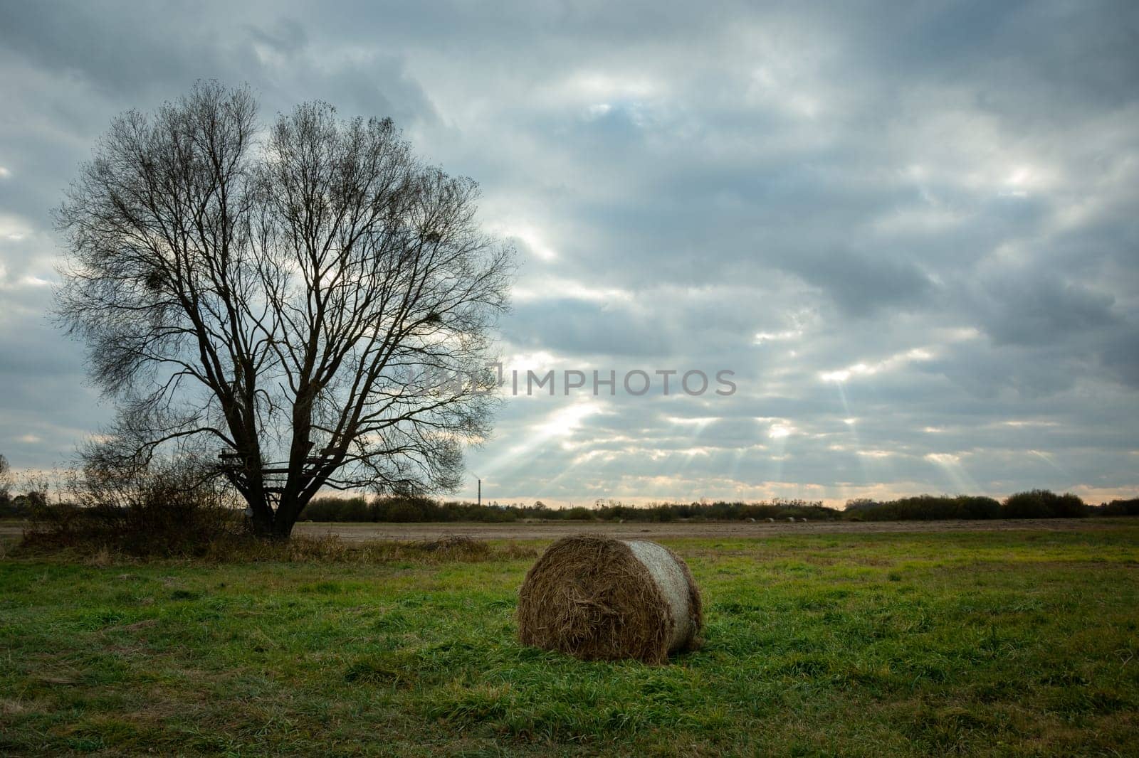 Hay bale next to a tree and cloudy sky, autumn view