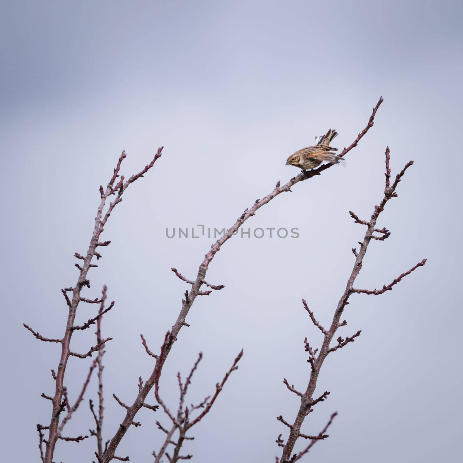 White throated sparrow perched on bare twig in winter