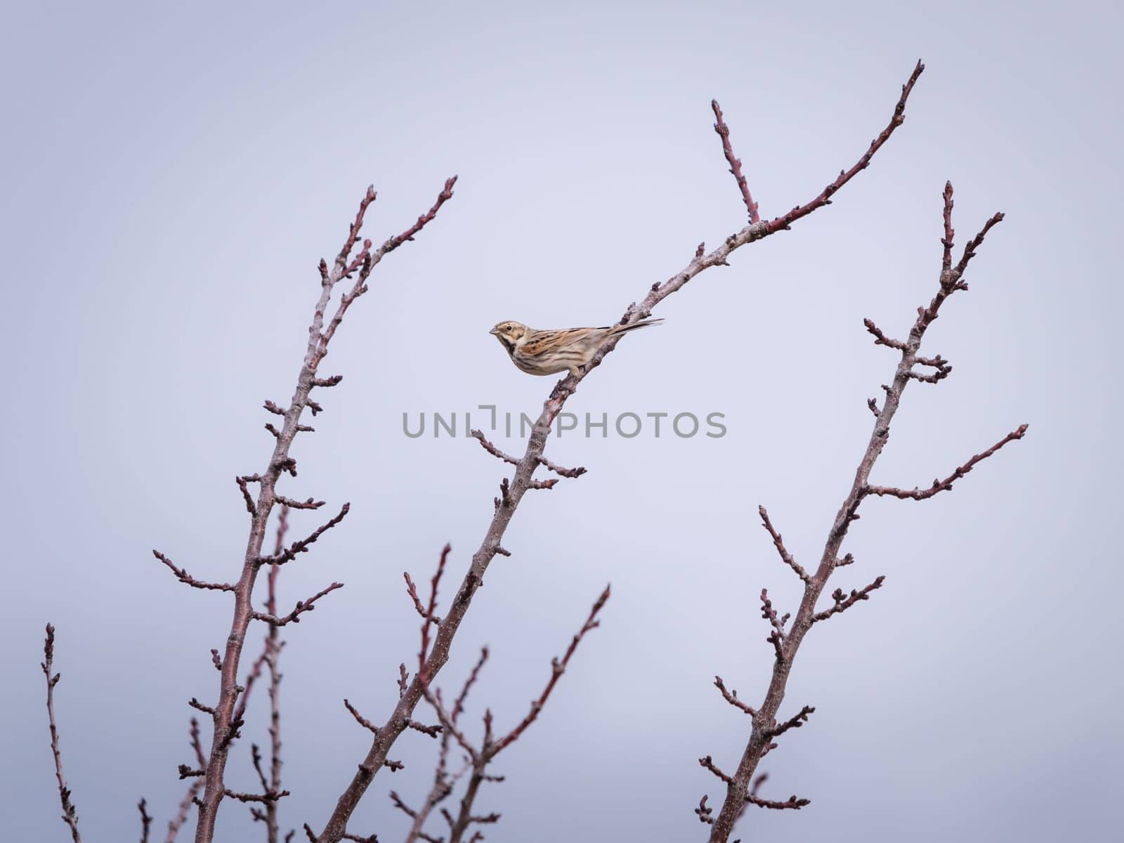 White throated sparrow perched on bare twig in winter