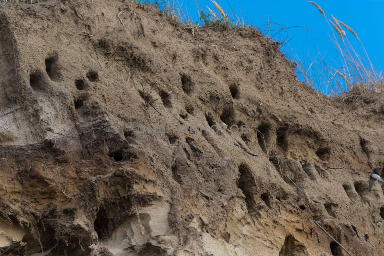 Swallows for swallows on the cliffs of Ahrenshoop city on the Baltic Sea peninsula Darss in Germany in summer.