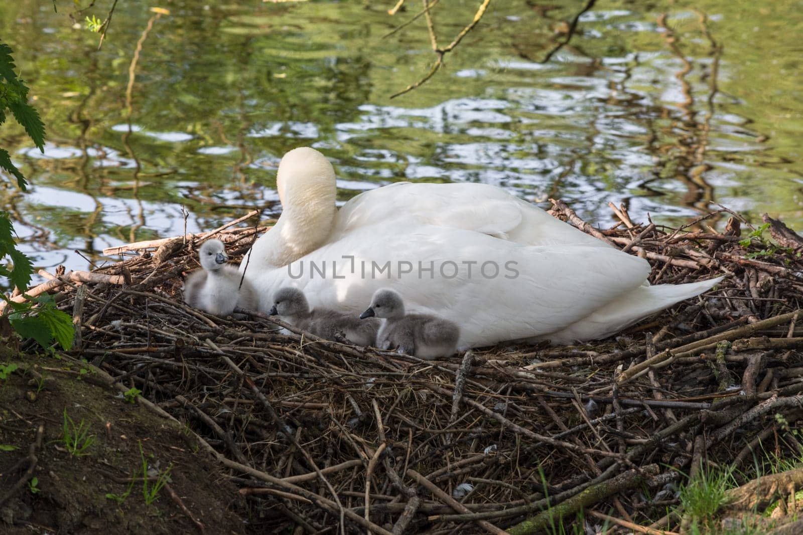 Swan's nest in the Heiligenhaus at the Abtskücherteich. Mother bird with little baby learn to swim. Wild swans in spring. .