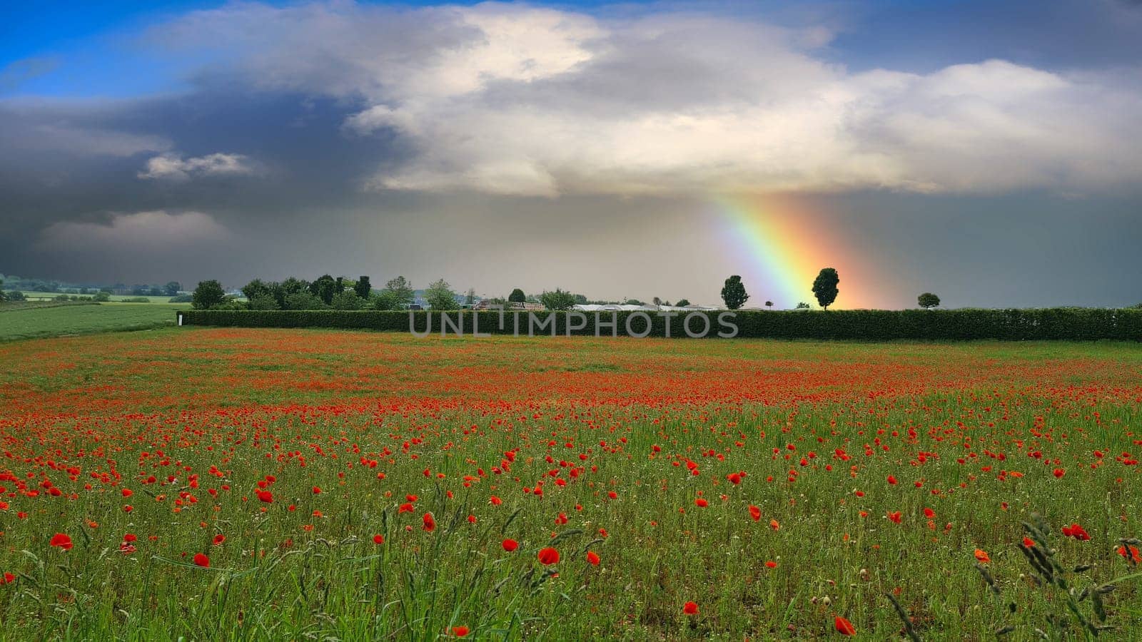 Campo con hierba verde y amapolas rojas contra el cielo del atardecer