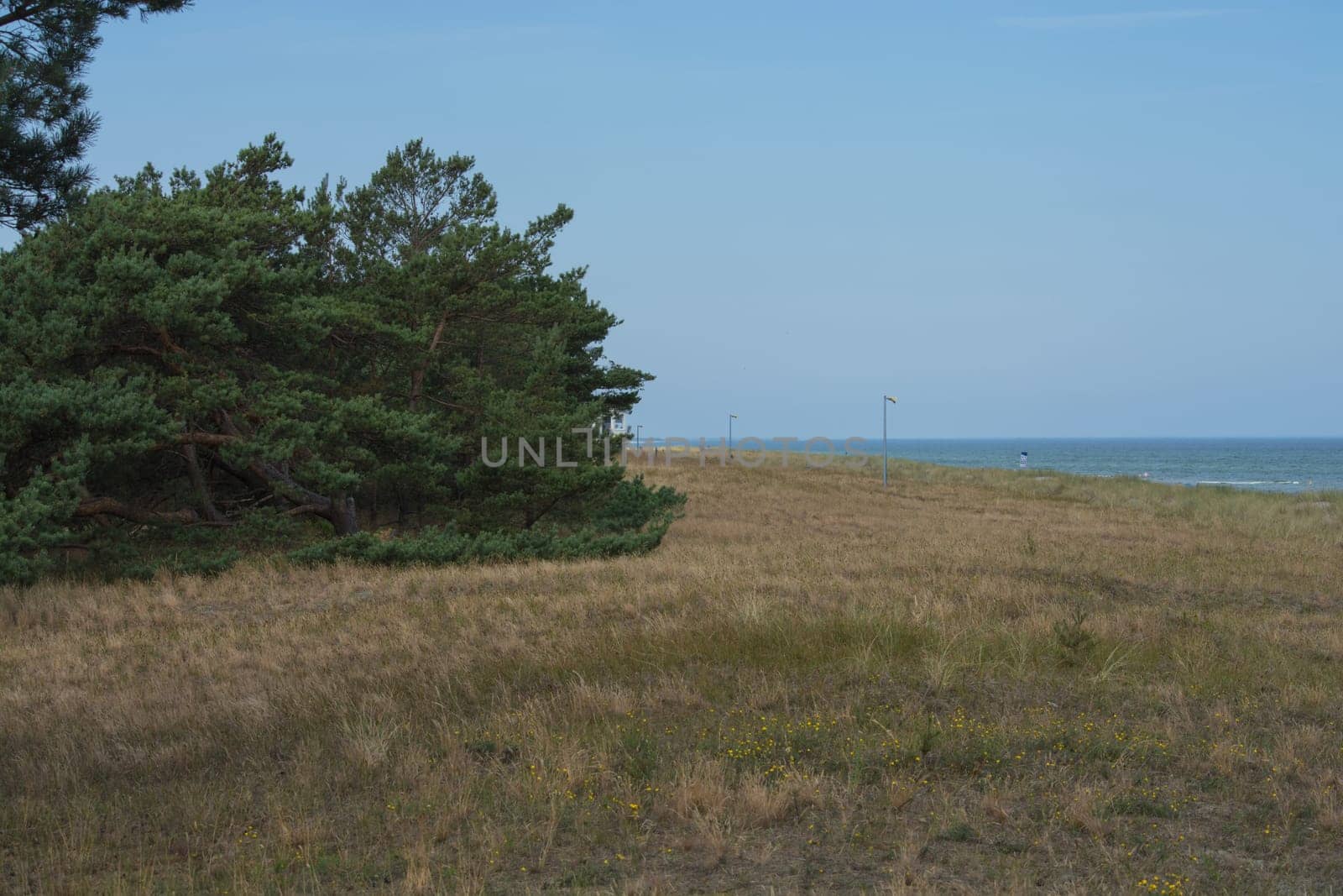 Baltic sea coast. Pine forest on the beach in summer. Wild nature. Wilderness